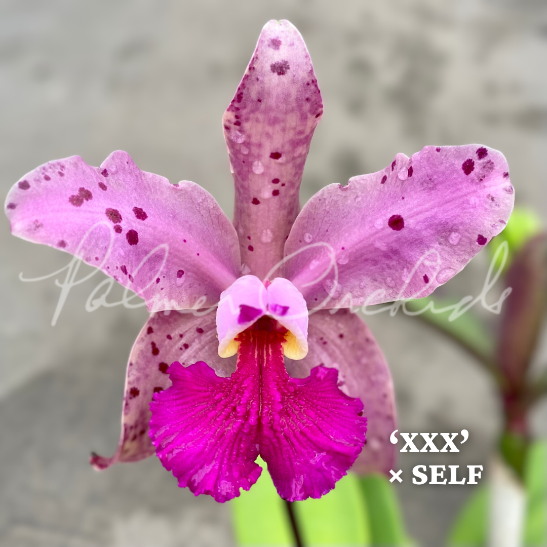 洋蘭原種 Den.amethystoglossa - 洋蘭原種 amethystoglossa (1-25-24